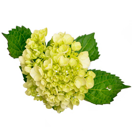 Flores verdes para decoração de casamento